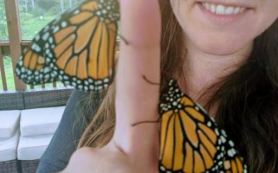 Monarchs!